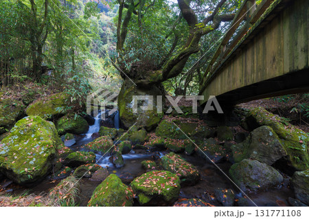 白水の滝の紅葉（大分県竹田市） 131771108