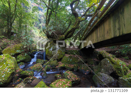白水の滝の紅葉（大分県竹田市） 131771109