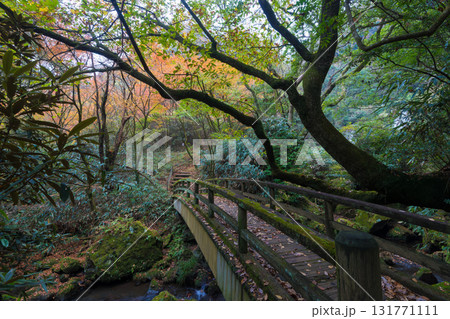 白水の滝の紅葉(大分県竹田市) 白水の滝の紅葉(大分県竹田市) 131771111