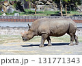 歩くミナミシロサイ 131771343