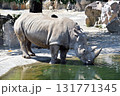 水を飲むミナミシロサイ 131771345