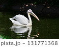 泳ぐペリカン 131771368