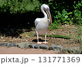 モモイロペリカン 131771369