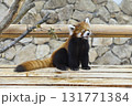 可愛いレッサーパンダ 131771384