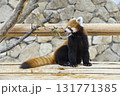 可愛いレッサーパンダ 131771385