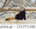 可愛いレッサーパンダ 131771386