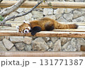 可愛いレッサーパンダ 131771387