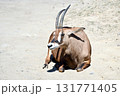 地面に座るローンアンテロープ 131771405