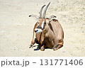 地面に座るローンアンテロープ 131771406