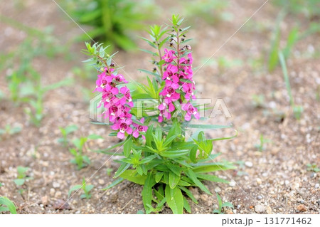 可愛い　アンゲロニアの花 131771462