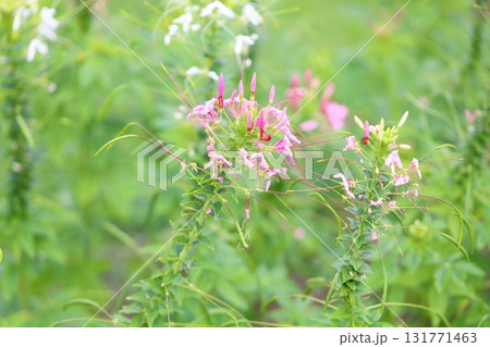 爽やか クレオメの花 爽やか クレオメの花 131771463