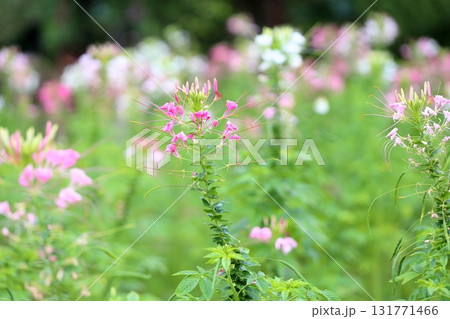 爽やか　クレオメの花 131771466