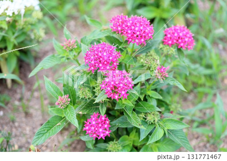 可愛い ペンタスの花 可愛い ペンタスの花 131771467