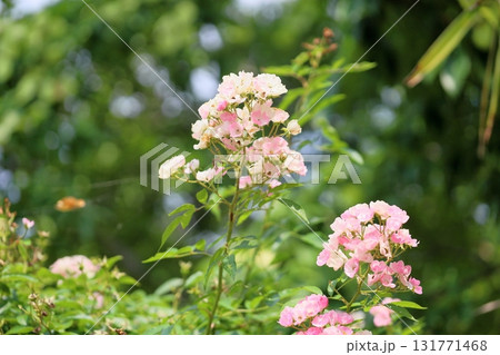 バラの花 バレリーナ バラの花 バレリーナ 131771468