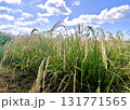秋の青空と稲穂 131771565
