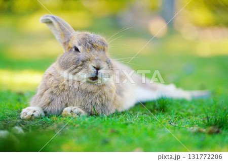 うさぎ 131772206