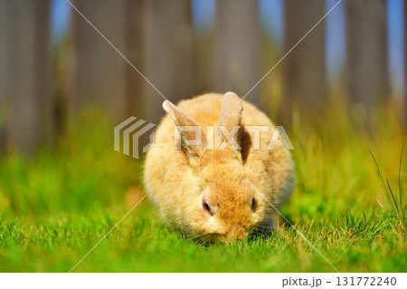 うさぎ 131772240