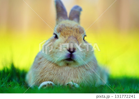 うさぎ 131772241