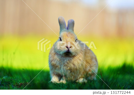 うさぎ 131772244