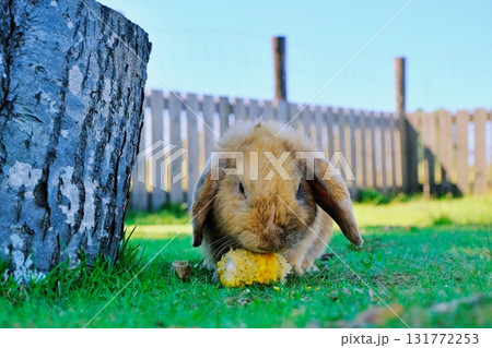 ロップイヤー 131772253