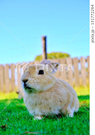 うさぎ うさぎ 131772264