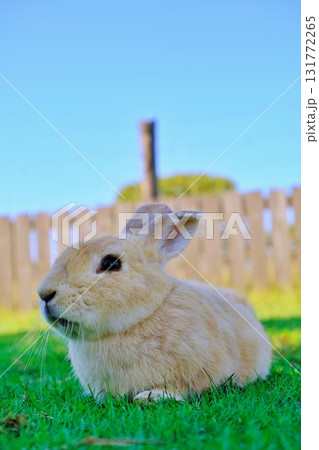 うさぎ 131772265