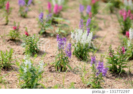 爽やか　アンゲロニアの花 131772297