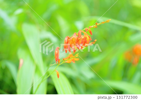 鮮やか ノカンゾウの花 鮮やか ノカンゾウの花 131772300