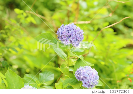 爽やか アジサイの花 爽やか アジサイの花 131772305