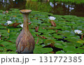 睡蓮の池にて 131772385