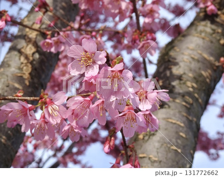 オカメ① 131772662