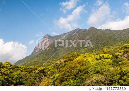 新緑若葉と青空 世界自然遺産モッチョム岳 屋久島 新緑若葉と青空 世界自然遺産モッチョム岳 屋久島 131772880