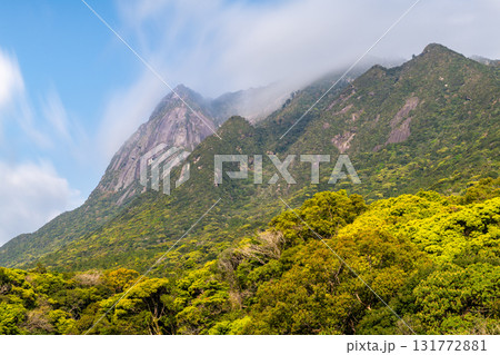 新緑若葉と青空　世界自然遺産モッチョム岳　屋久島 131772881