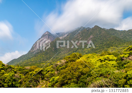 新緑若葉と青空　世界自然遺産モッチョム岳　屋久島 131772885