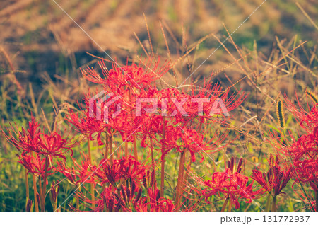 収穫後の水田の畔に咲く彼岸花 131772937