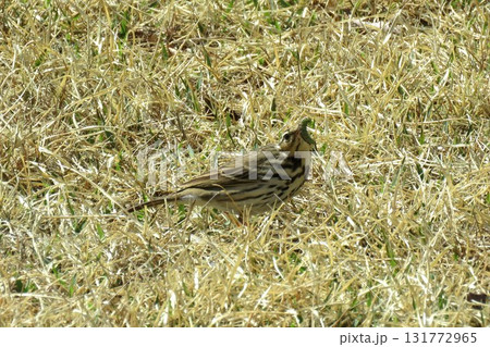 ビンズイ 野鳥 バードウオッチング ビンズイ 野鳥 バードウオッチング 131772965