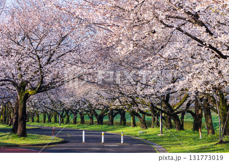 小江戸川越の春　桜の名所　川越水上公園 131773019