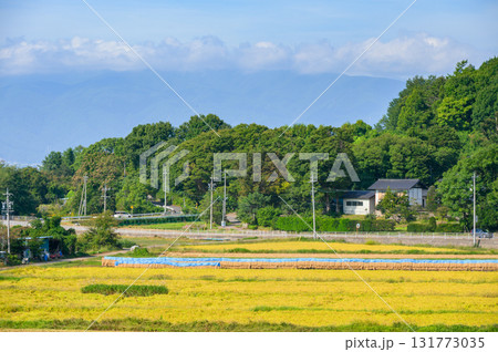 稲架掛けと黄金色の水田【松本市中山】 稲架掛けと黄金色の水田【松本市中山】 131773035