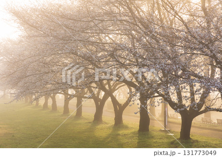 小江戸川越の春　桜の名所　霧の川越水上公園 131773049
