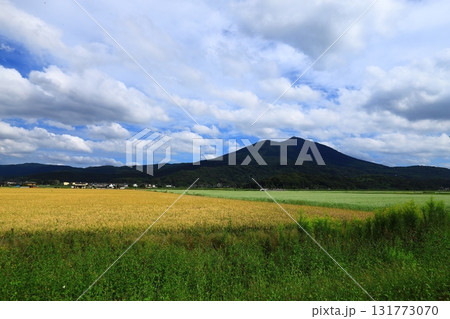 筑波山を背景に稲穂とそば畑のコラボレーション 131773070