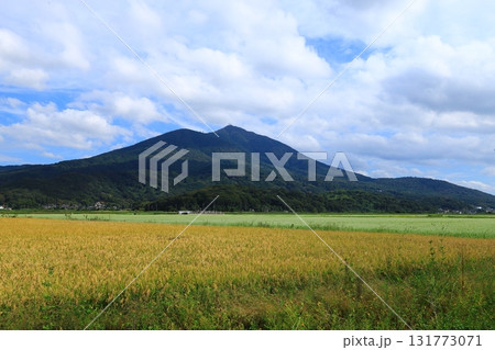 筑波山を背景に稲穂とそば畑のコラボレーション 筑波山を背景に稲穂とそば畑のコラボレーション 131773071