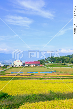 稲架掛けと黄金色の水田地帯【松本市中山】 稲架掛けと黄金色の水田地帯【松本市中山】 131773170