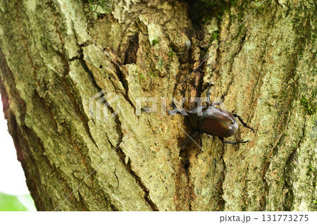 カブトムシ カブトムシ 131773275