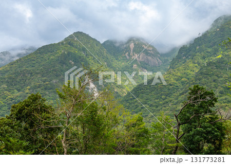 新緑が映える　急峻な山　世界自然遺産屋久島(春 131773281