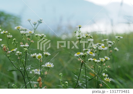 ヒメジョオンの花と琵琶湖 ヒメジョオンの花と琵琶湖 131773481
