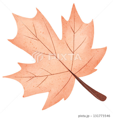 autumn leaf of maple tree isolated on white 131773546