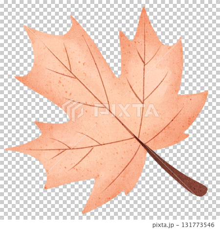 autumn leaf of maple tree isolated on white 131773546