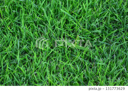 芝生の中のショウリョウバッタ 131773629