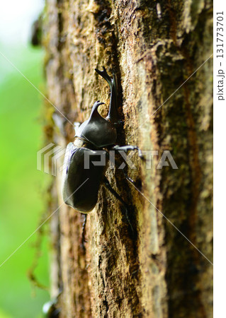 カブトムシ カブトムシ 131773701