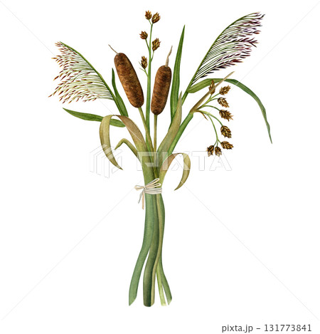 Bouquet of cattails, reeds, and rushes. Hand-drawn watercolor illustration. Isolated on a white background 131773841